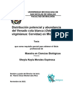 Distribución Potencial y Abundancia Del Venado Cola Blanca (Odocoileus: Cervidae) en Michoacán