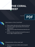 The Coral Reef