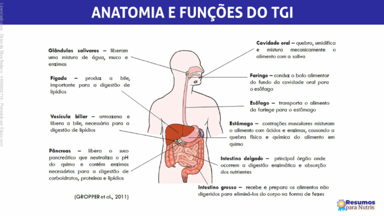 Anatomia e Funções Do Tgi | PDF