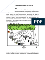 Modos de Reproduccion de Las Plantas