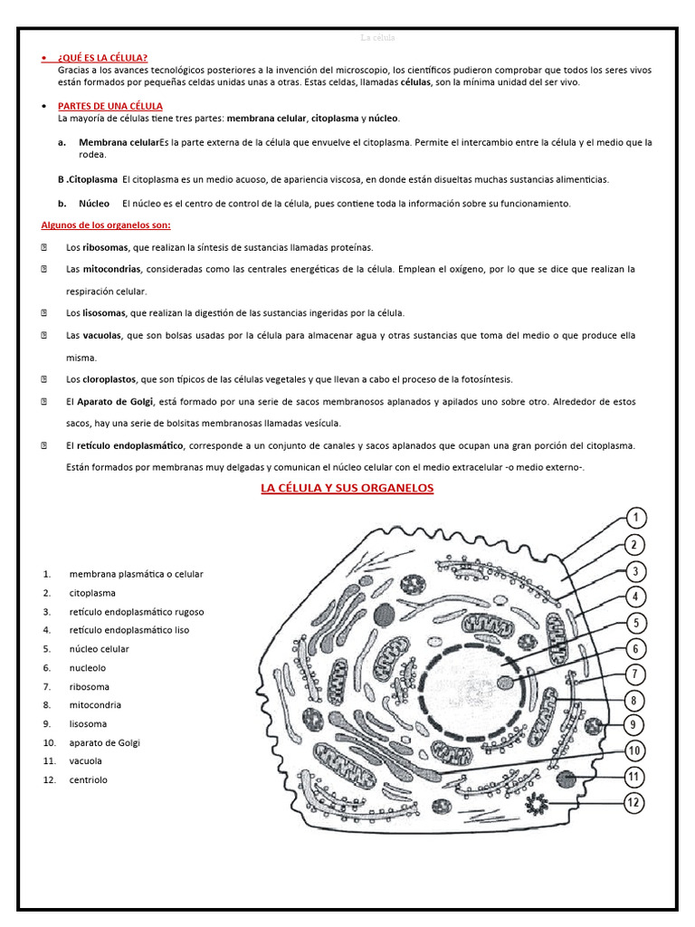 Estructura y funciones de la célula | PDF | Citoplasma | Biología Celular)