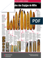 Anormalidades Das Espigas de Milho Traduzido