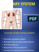 Lecture 2. Histology of Urinary System