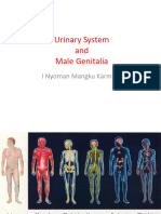 Lecture 1. Anatomy of Urinary System
