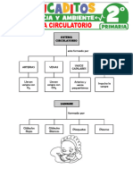 Sistema Circulatorio para Segundo Grado de Primaria