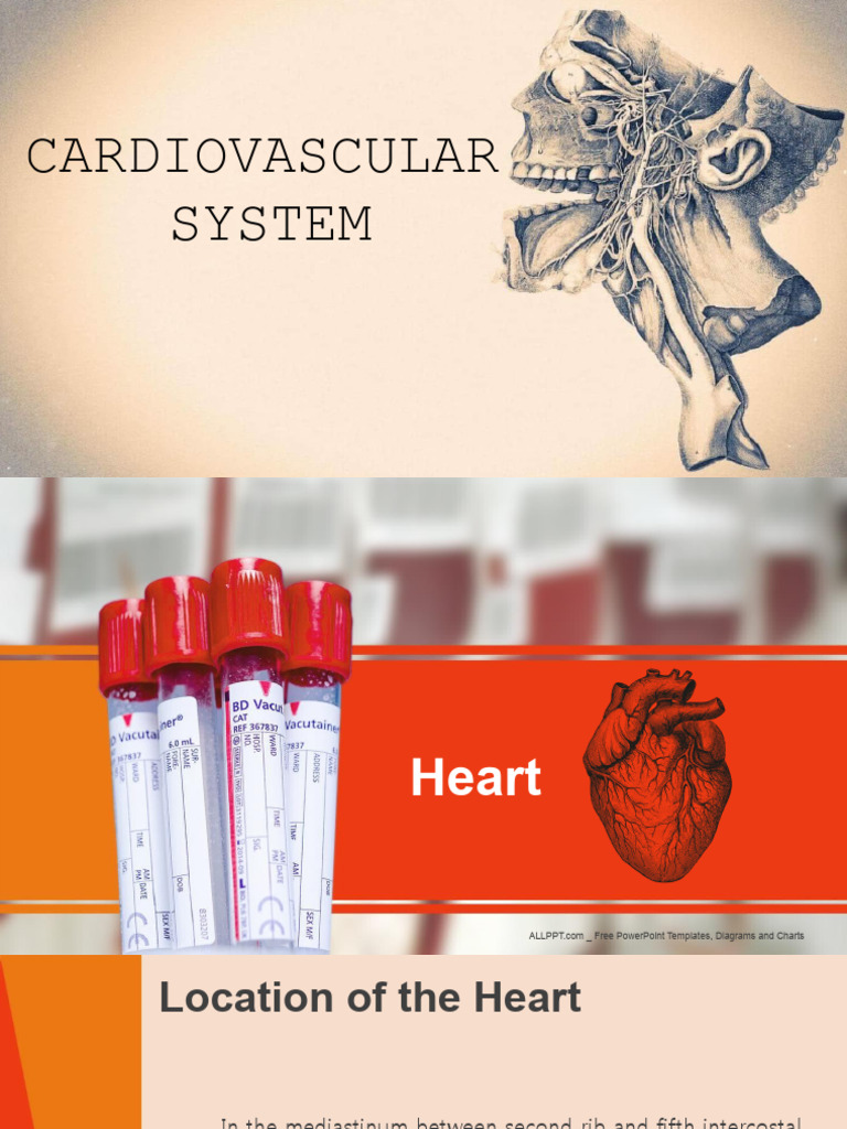Cardiovascular System 1 Pdf Heart Valve Atrium Heart