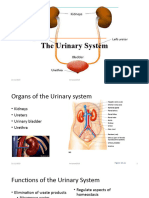 Urinary System