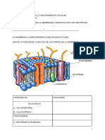 Form - Estructura y Funcionamiento Cel. Membrana Plasmatica.