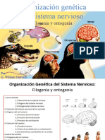 Organización Genética Del Sistema Nervioso