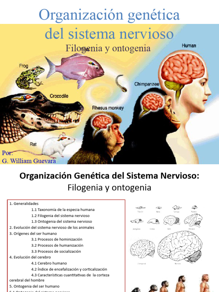 Organización Genética Del Sistema Nervioso PDF Sistema nervioso