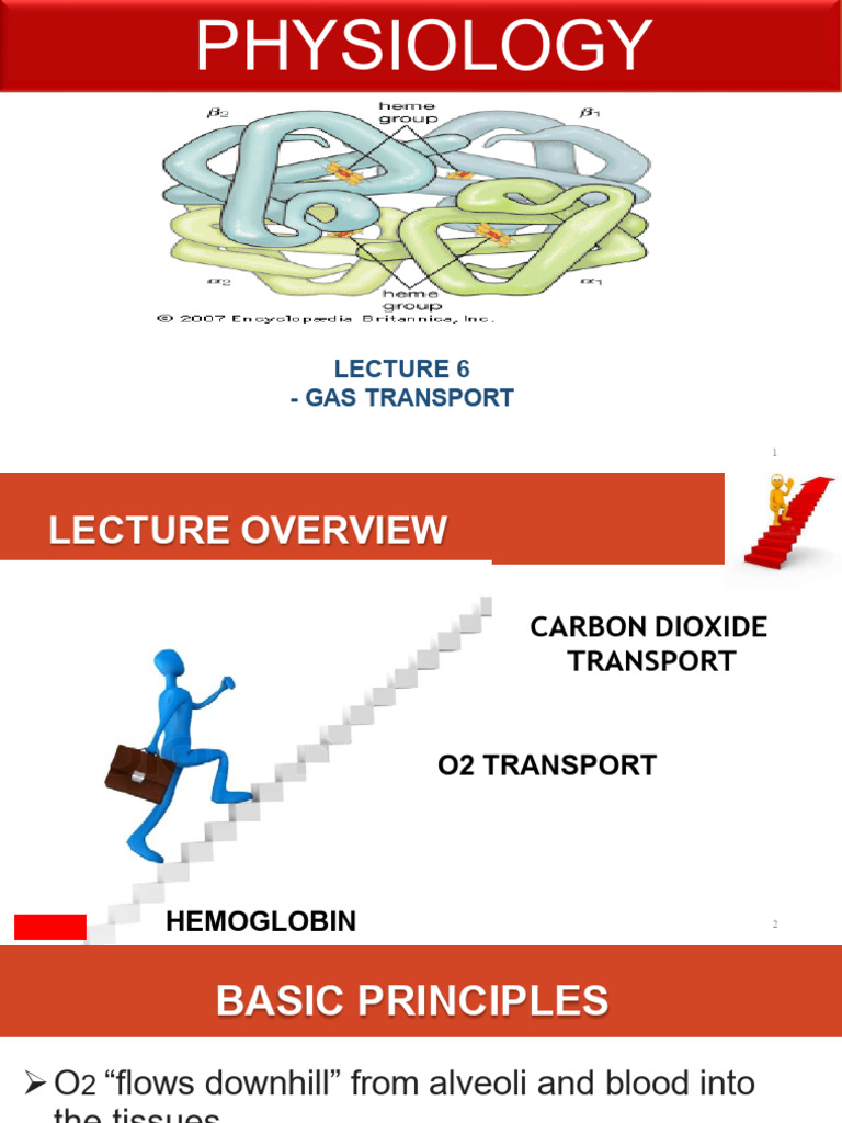 Lecture 6 Gas Transport | PDF | Hemoglobin | Blood