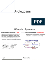 Protozoans 