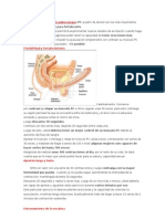 Los Ejercicios Pubocoxigeos