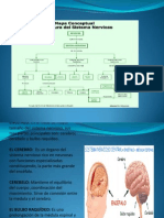 SISTEMA NERVIOSO