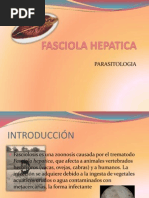 Download FASCIOLA HEPATICA by Triana Mondragon SN72206323 doc pdf