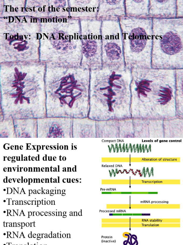 DNA Replication and Telomere Dynamics | PDF | Dna Replication | Dna