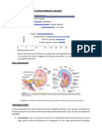 Fisiología y Anatomía Del Sistema Digestivo Neonatal