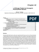 Microbiology of Nitrogen Fixation by Anoxygenic Photosynthetic B