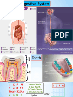 Digestive System for ycb net yoga and other science student