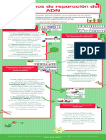 Infografía mecanismos de reparación del ADN