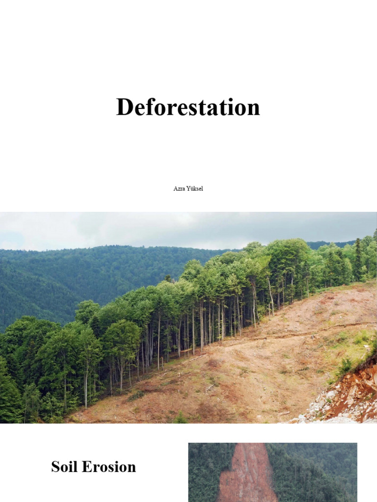 Deforestation Pdf