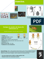 Desarrollo en Drosophila2021