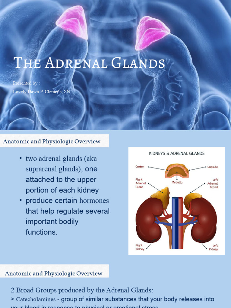 The Adrenal Gland | PDF | Adrenal Gland | Glucocorticoid