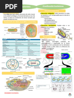 Estructura y función de cápsulas bacterianas | PDF | Las bacterias ...