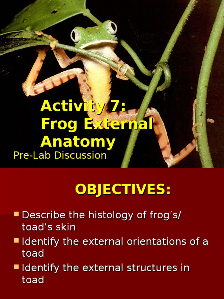 Frog External Anatomy and Histology | PDF