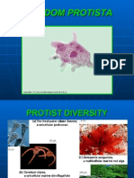 Activity 15 - Postlab PROTISTA