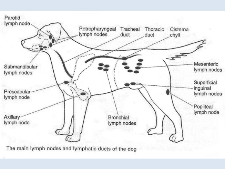 Chronic Reactive Lymph Node