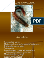 Activity 20 - PPT Phylum ANNELIDA