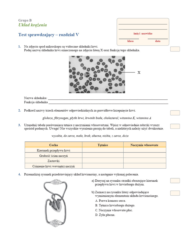 Test Po Dziale 5 Uklad Krazenia Kl. 7 | PDF