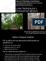 Las Selvas Bosques Tropicales-24