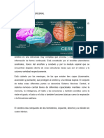 Anatomia Basica Cerebral