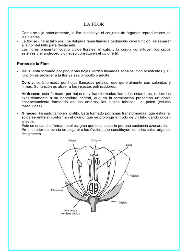 Partes y funciones de la flor | PDF | Flores | Plantas