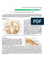 Medresumos 2016 Neuroanatomia 11 - Subtálamo, Epitálamo e Tálamo