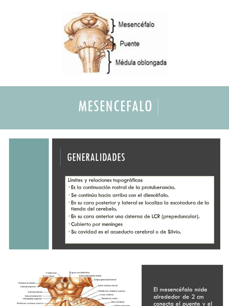 08 Mesencéfalo | PDF | Anatomía | Cerebro