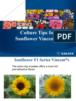 Culture Tips for Helianthus Annuus Vincents Sakata1022