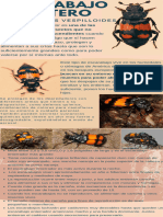 Escarabajo Enterrador