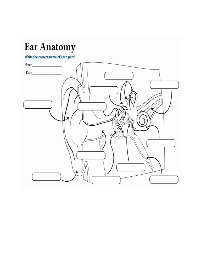 Blank Ear Diagram 250863.Jpg | PDF