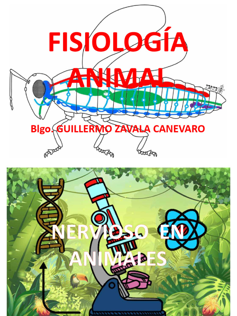 Sistemas Nerviosos en Animales Vertebrados | PDF | Sistema nervioso ...