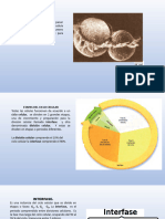 Fase Del Ciclo Celular