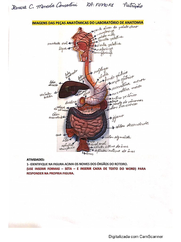 Anatomia Sistema Digestório Pdf