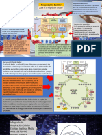 Infografía Respiracíon Celúlar Esteban Isaí Irías Mejía Biología Sección A