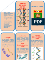 TRIPTICO DE ACIDOSNUCLEICOS