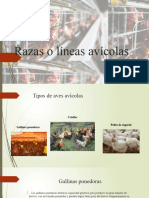 lineasavicolas-230704020732-43ffc5a1 (1)