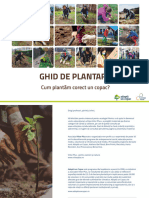 Ghid de Plantare Arbori