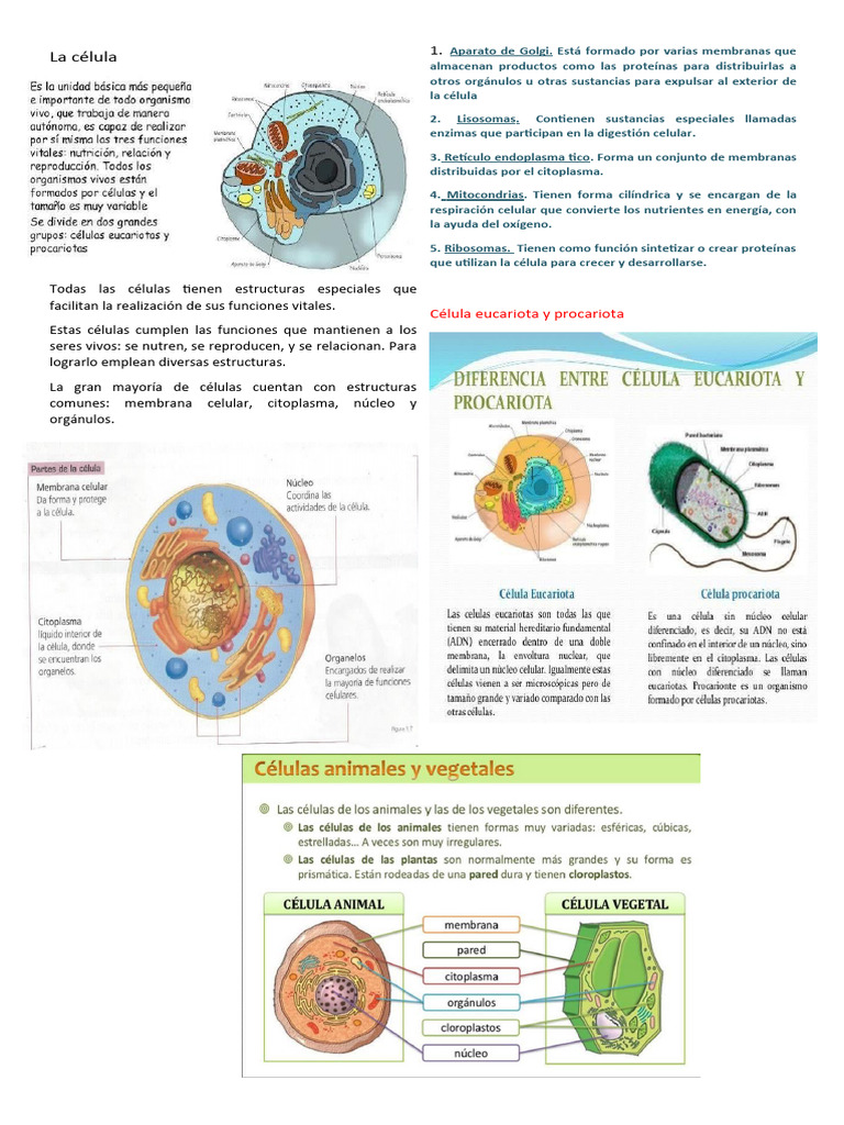 Estructura y Funciones de la Célula | PDF | Citoplasma | Biología Celular)