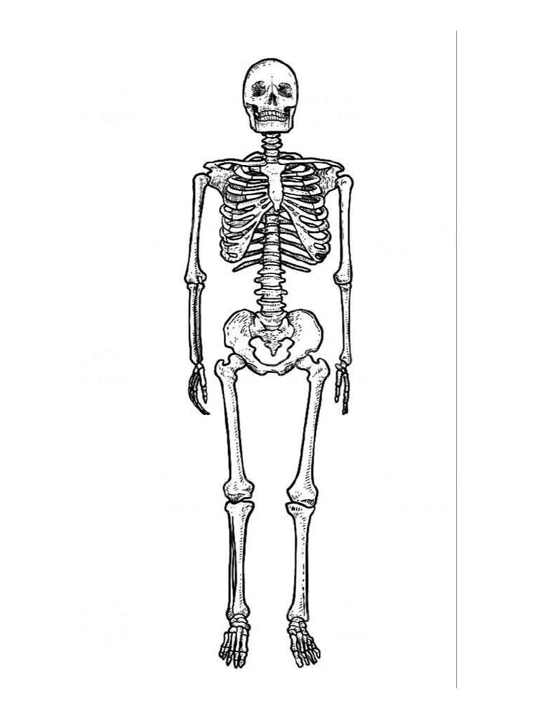 Anatomy Skeleton | PDF